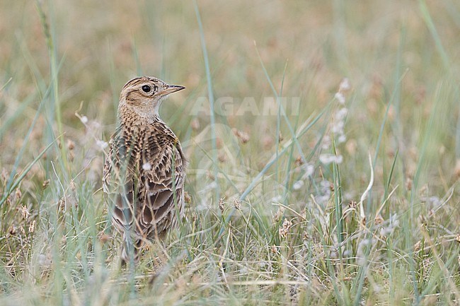 Adult Japanese Skylark (Alauda japonica kiborti) during spring season in Russia (Baikal). stock-image by Agami/Ralph Martin,