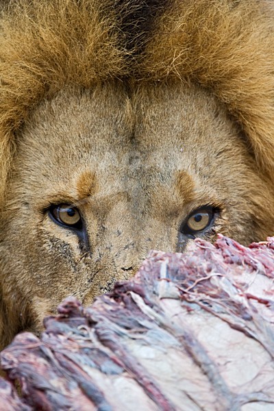 Mannetje Afrikaanse Leeuw etend van prooi; Male African Lion feeding on prey stock-image by Agami/Marc Guyt,