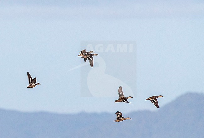 Grey Teal (Anas gracilis) in New Zealand. Flock of teals in flight. stock-image by Agami/Marc Guyt,