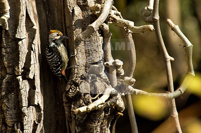 Brown-fronted woodpecker (Dendrocoptes auriceps) in foothills of Himalayas, Uttarakhand, northern India. stock-image by Agami/Marc Guyt,