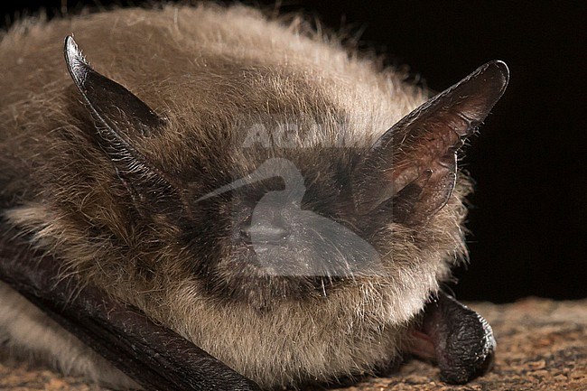 Whiskered bat, Myotis mystacinus stock-image by Agami/Theo Douma,