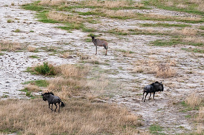 An aerial view of a tsessebe, Damaliscus lunatus, and two blue wildebeests, Connochaetes taurinus. Okavango Delta, Botswana. stock-image by Agami/Sergio Pitamitz,