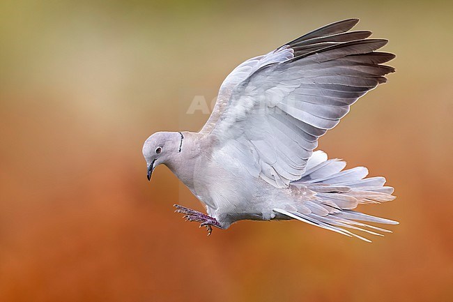 Collared Dove, Streptopelia decaocto, in Italy. stock-image by Agami/Daniele Occhiato,