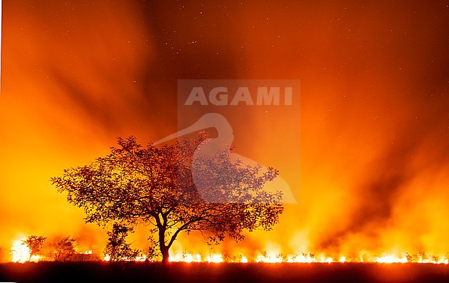 Grasland in brand in de Pantanal; Grassland on fire in the Pantanal stock-image by Agami/Bence Mate,