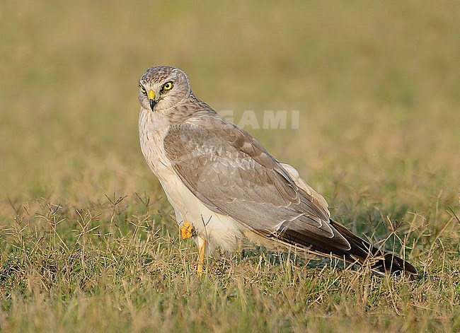 Immature male Pallid Harrier (Circus macrourus) wintering in India. Resting on the ground. stock-image by Agami/Clement Francis,