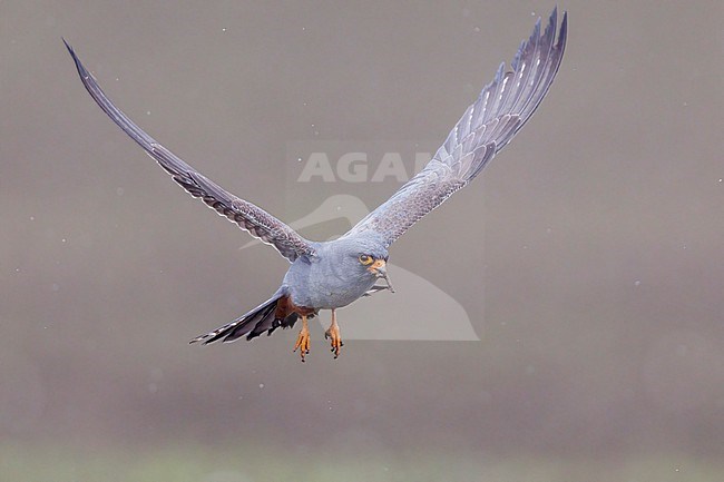 Red-footed Falcon (Falco vespertinus), front view of a 2nd cy male in flight, Campania, Italy stock-image by Agami/Saverio Gatto,
