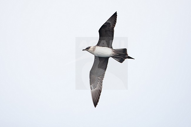 adult parasitic jaeger or arctic skua (Stercorarius parasiticus) of the pale morph in flight during migration, found offshore at the German Beight / North Sea stock-image by Agami/Mathias Putze,