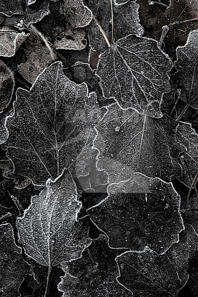 Frosted leaves stock-image by Agami/Wil Leurs,