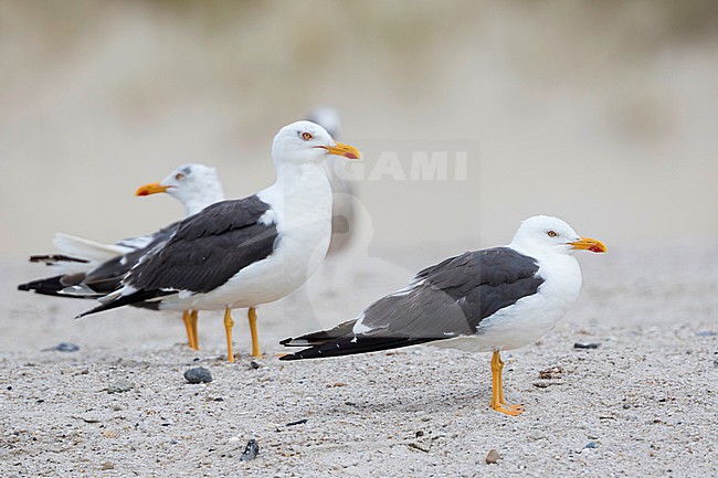 Lesser Black-backed Gull - Heringsmöwe - Larus fuscus ssp. intermedius, Germany, adult stock-image by Agami/Ralph Martin,