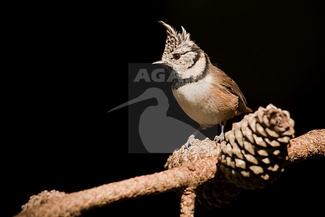 Kuifmees zittend op takje; European Crested Tit perched in a branch stock-image by Agami/Han Bouwmeester,