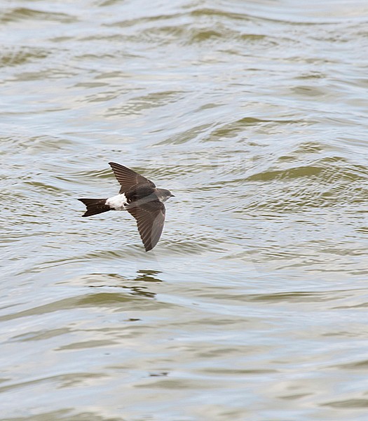 Juvenile Common House Martin (Delichon urbicum) flying over water. Lelystad, Netherlands. The species is a common  breeding bird in the Netherlands. stock-image by Agami/Karel Mauer,