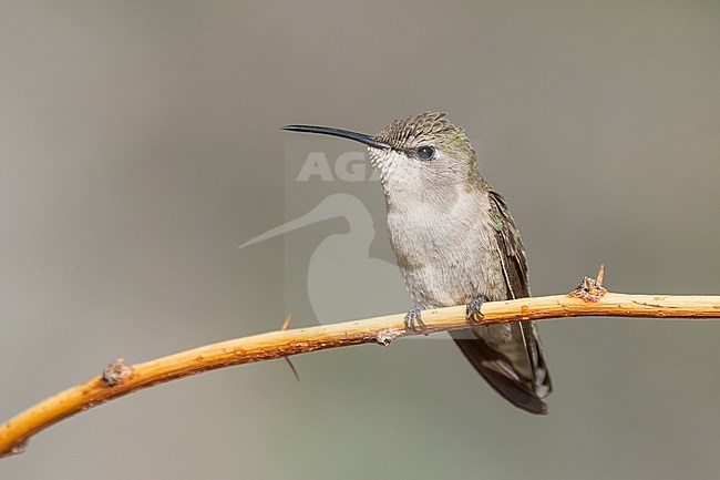 Adult female
Riverside Co., CA
April 2022 stock-image by Agami/Brian E Small,