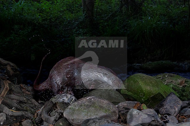Eurasian Otter (Lutra lutra), adult coming out of the water, Campania, Italy stock-image by Agami/Saverio Gatto,