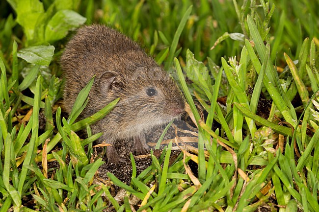 Veldmuis in de vegetatie, Common Vole in the vegetation stock-image by Agami/Theo Douma,
