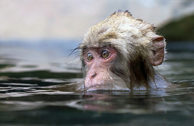 Jonge Japanse Makaak in warmwaterbron, Japanese Macaque young in hot spring stock-image by Agami/Roy de Haas,