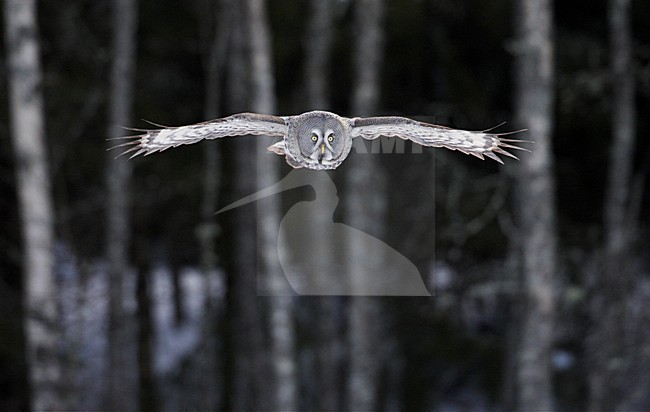 Laplanduil vliegend; Great Grey Owl flying stock-image by Agami/Markus Varesvuo,