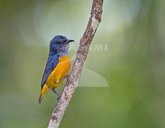 Orange-bellied Flowerpecker, Dicaeum trigonostigma, in Thailand. stock-image by Agami/Pete Morris,