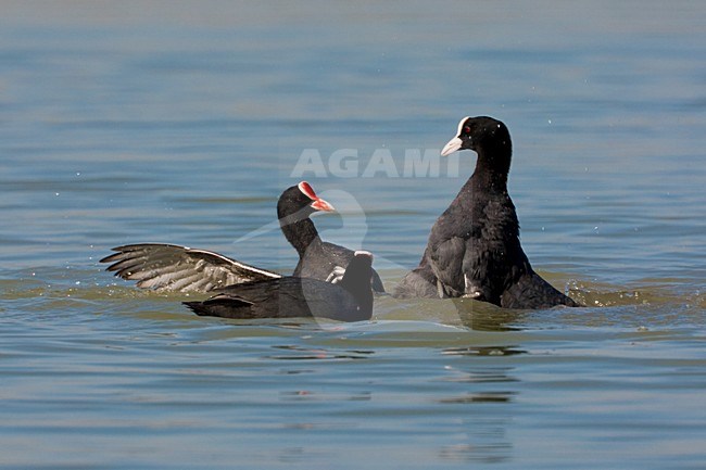 Vechtende Meerkoeten; Fighting Eurasian Coots stock-image by Agami/Daniele Occhiato,
