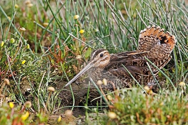 Watersnip; Common Snipe stock-image by Agami/Rob Olivier,