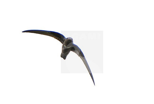 White-chested Swift (Cypseloides lemosi) in Northern Peru. Rare and poorly known. A fairly small swift, all black with variable white patch on chest. stock-image by Agami/Dani Lopez-Velasco,