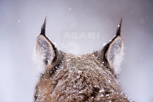 View from behind of a European lynx's ears, Lynx lynx. Polar Park, Bardu, Troms, Norway. stock-image by Agami/Sergio Pitamitz,
