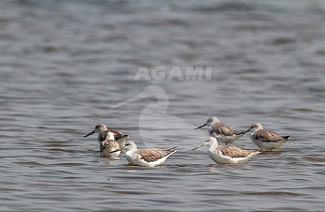 Nordmann's Greenshanks wintering on salt pans close to the Gulf of Thailand. stock-image by Agami/Edwin Winkel,