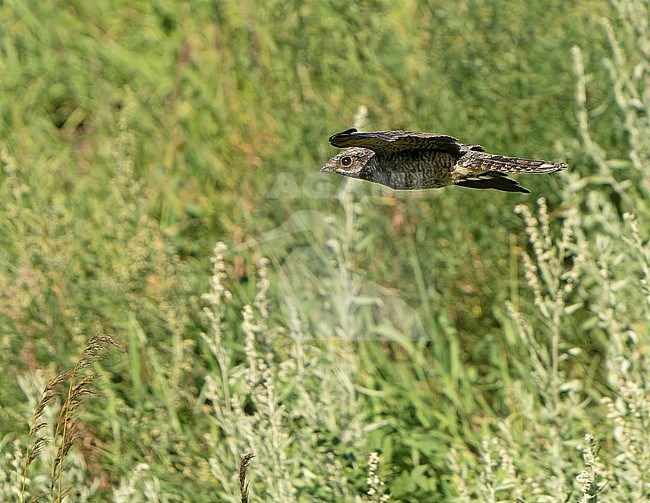 Grey Nightjar (Caprimulgus jotaka) during autumn migration in Mongolia. stock-image by Agami/Dani Lopez-Velasco,