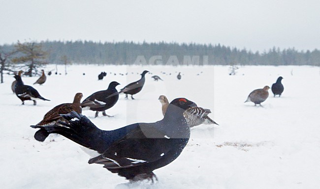 Korhoenders in het veld, Black Grouse in the field stock-image by Agami/Markus Varesvuo,