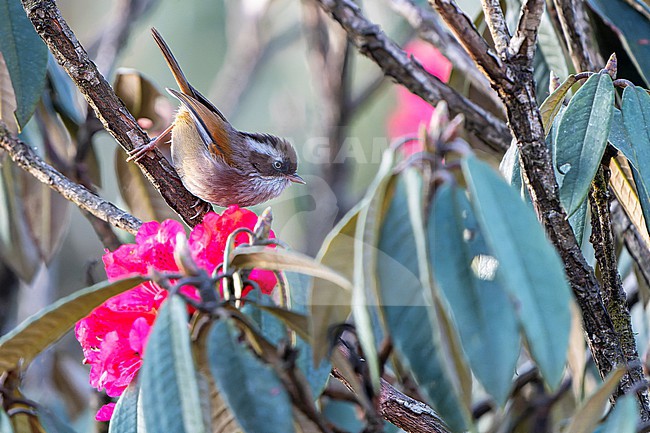 White-browed Fulvetta (Fulvetta vinipectus) in Nepal. stock-image by Agami/Dani Lopez-Velasco,
