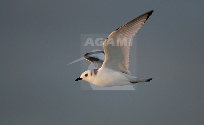 Black-legged Kittiwake immature flying; Drieteenmeeuw onvolwassen vliegend stock-image by Agami/Menno van Duijn,