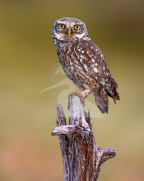 Little Owl (Athene noctua) in Italy. stock-image by Agami/Daniele Occhiato,