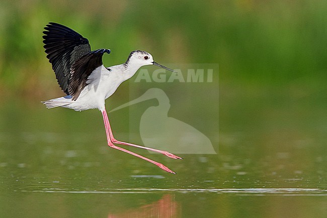 Black-winged Stilt (Himantopus himantopus), side view of an adult landing in a pond stock-image by Agami/Saverio Gatto,