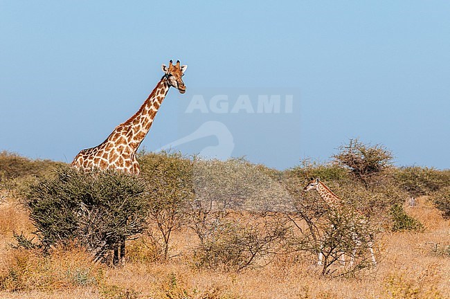 A southern giraffe, Giraffa camelopardalis, and her one-week-old calf. Mashatu Game Reserve, Botswana. stock-image by Agami/Sergio Pitamitz,