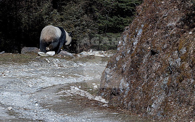 Giant Panda (Ailuropoda melanoleuca) in the wild stock-image by Agami/Lennart Verheuvel,