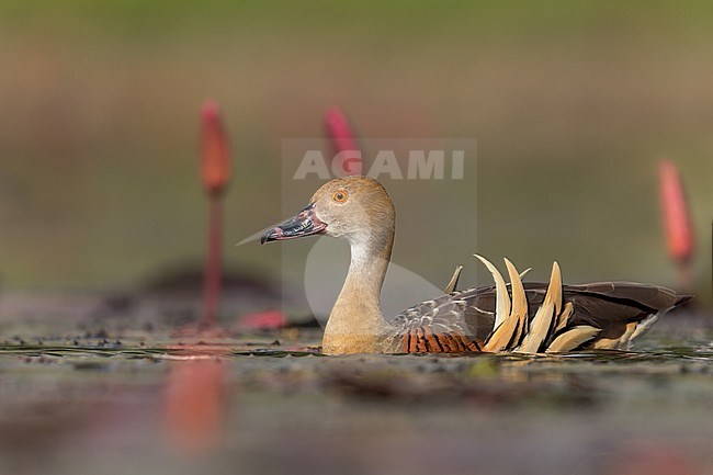 Plumed Whistling-Duck (Dendrocygna eytoni) in a pond in Papua New Guinea stock-image by Agami/Dubi Shapiro,