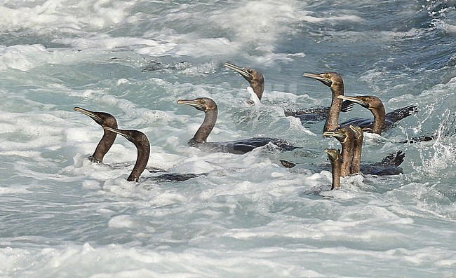 The Socotra (Phalacrocorax nigrogularis) feeds in large groups. stock-image by Agami/Eduard Sangster,
