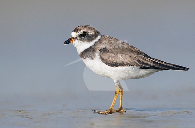Adult non-breeding
Galveston Co., TX
April 2012 stock-image by Agami/Brian E Small,