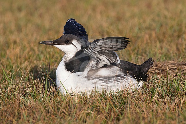 A Common Guillemot (Uria aalge) is seen sitting in the grass with its wings up. This bird is most likely a bird flu avian flu victim. stock-image by Agami/Jacob Garvelink,