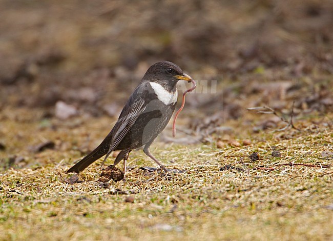 Ring Ouzel male standing on the ground; Beflijster man staand op de grond stock-image by Agami/Markus Varesvuo,
