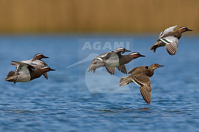 Groep Zomertalingen in de vlucht; Flock of Garganey in flight stock-image by Agami/Daniele Occhiato,