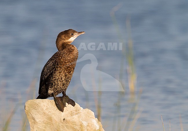 Pygmy Cormorant - Zwergscharbe - Microcarbo pygmaeus, Croatia, 1st cy stock-image by Agami/Ralph Martin,