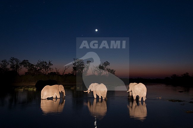 Three African elephants, Loxodonta africana, drinking in the Khwai River at night. Khwai River, Okavango Delta, Botswana. stock-image by Agami/Sergio Pitamitz,