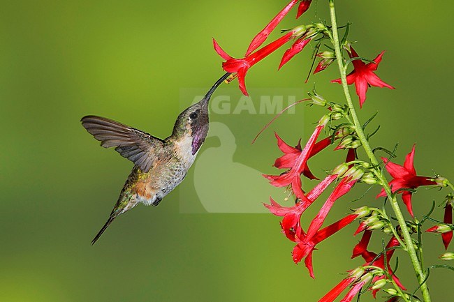 Adult male Lucifer Hummingbird (Calothorax lucifer) hovering against a green background in front of small red flowers in Brewster Co., Texas, USA in September 2016 stock-image by Agami/Brian E Small,