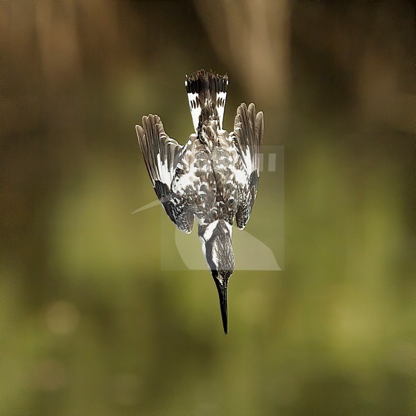 Pied Kingfisher (Ceryle rudis) swooping down. Gambia stock-image by Agami/Markku Rantala,