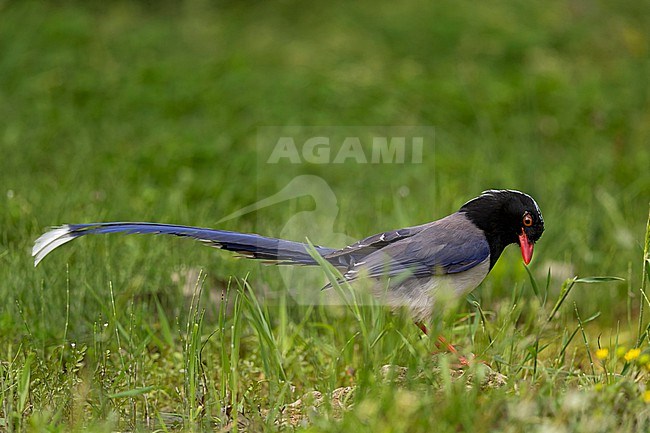 A Red-billed Blue Magpie (Urocissa erythroryncha) on the ground searching for food stock-image by Agami/Mathias Putze,