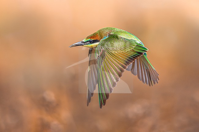 European Bee-eater, Merops apiaster, in Italy. stock-image by Agami/Daniele Occhiato,