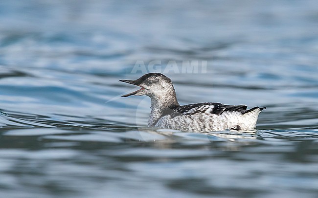 Juvenile Iceland Black Guillemot swimming along the shore of Akureyrarkirkja, Iceland. August 25, 2018. stock-image by Agami/Vincent Legrand,