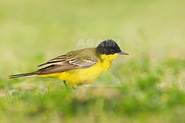 Balkankwikstaart volwassen; Black-headed Wagtail adult stock-image by Agami/Marc Guyt,
