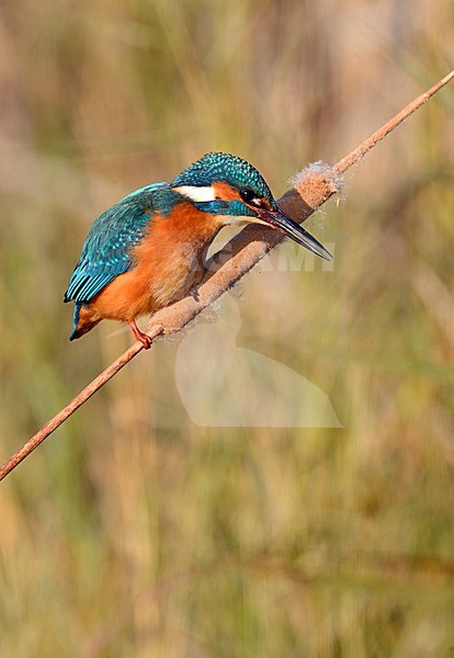 IJsvogel, Common Kingfisher, Alcedo atthis stock-image by Agami/Jari Peltomäki,