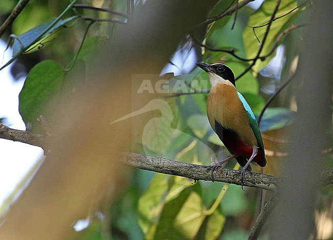 Banda Sea Pitta (Pitta vigorsii) perched on a branch on the Tanimbars in the Lesser Sundas, Indonesia. stock-image by Agami/James Eaton,